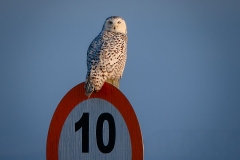 Snowy Owl on Sign