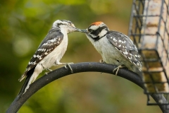 Downy Sharing the Suet