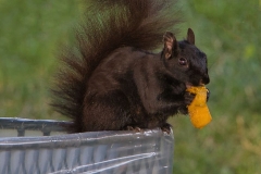 Easy Squirrel Breakfast