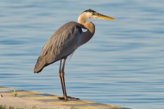 Heron on the Edge