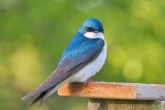 Swallow on the Roof