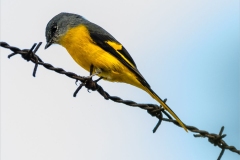 Scarlet Minivet on Barbed Wire