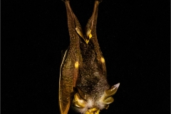 Wrinkle Lipped Bat on Wire