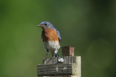 Bluebird on Guard