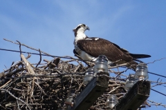 Insulator Inspector