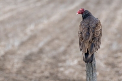Vulture Pause