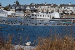 Winter Geese at Frenchman's Bay