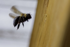Carpenter Bee