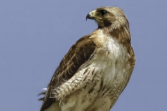Red Tailed Hawk