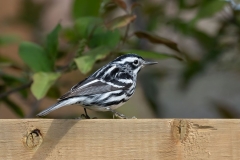 Black and White Warbler