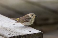 Cape May Warbler