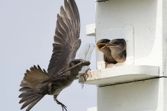 Purple Martin Dinner for Two