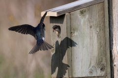 Tree Swallow Late for Supper