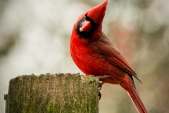 Cardinal's Feeding Post