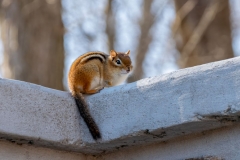 Chipmunk Warming in the Winter Sun