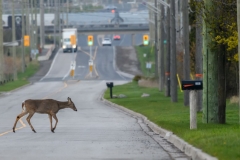 Deer Crossing