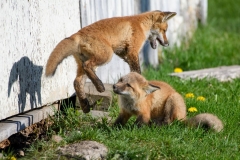 Fox Kits Playing by the Den