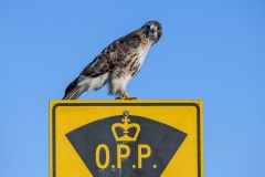 Red-Tailed Hawk Speed Enforcement in Effect