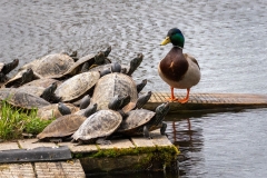 Listen Up Mallard Duck and Variety of Turtles