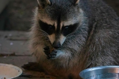 Dinner Interrupted