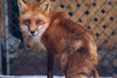 Backyard Fox