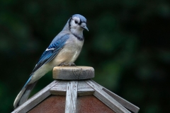 Blue Jay