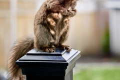 Nosey Squirrel