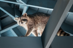 Raccoon Tightrope Walker