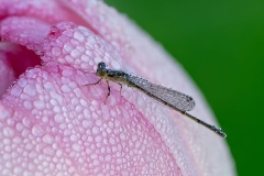 Dew Dropped Damel on Lotus