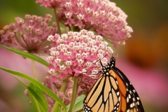 Feeding Monarch Butterfly