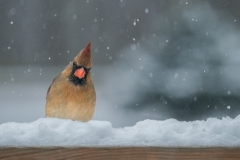 Questioning Cardinal