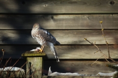 Hawk Finishing a Meal