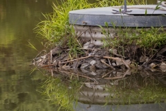 Heron Chillin