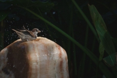 Sparrow Splashing