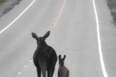 Mother and Calf
