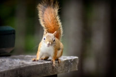 Red Squirrel Coming to Picnic