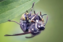 Bald-Faced Hornet with Prey