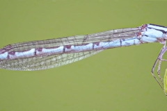 Bluet Damselfly with Prey