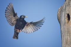 European Starling at the Nest