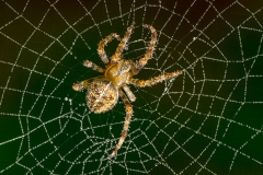 Cross Orb Weaver