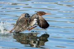 Merganser on the Run