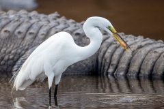 Egret and Alligator