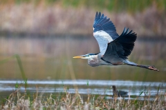 Great Heron