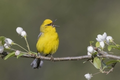 Blue Winged Warbler