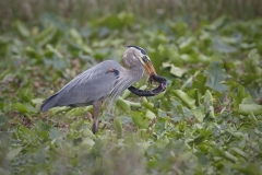 Great Blue Heron with Snake