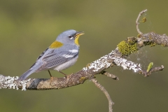 Northern Parula