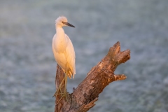 Egret
