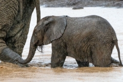 African Elephants