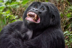 Silverback Gorilla - Uganda