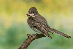 Eastern Phoebe and Moth
